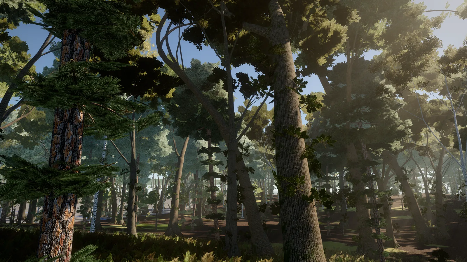Sunlight falling through the Zombie Woods